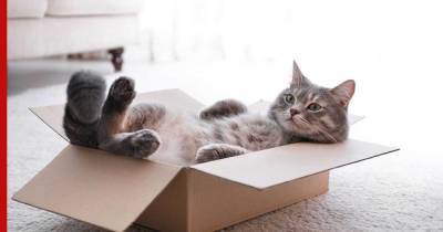 Любовь кошек к воображаемым коробкам объяснили ученые
