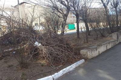 УК не вывезла ветви после обрезки деревьев на субботнике с ул. Селенгинской — мэрия Читы
