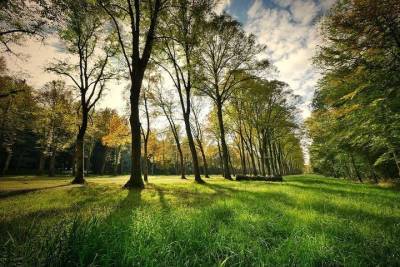 В Белгородской области с начала весны высадили более 9 тысяч деревьев и кустарников