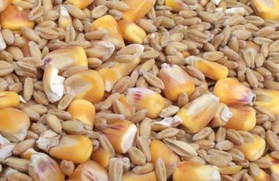 Прогноз: Мировые запасы пшеницы выйдут на рекорд за счет Китая
