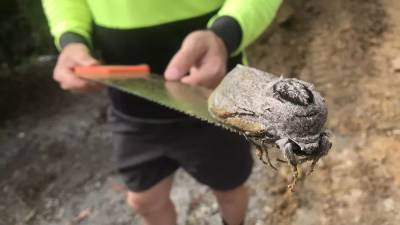 В Австралии нашли самого большого мотылька в мире