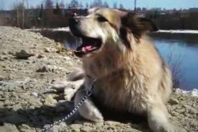 В Республике Коми бездомный пес спас от гибели тонущую в ледяной реке девушку – Учительская газета