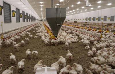 Производитель курятины на Львовщине собирается наращивать мощности