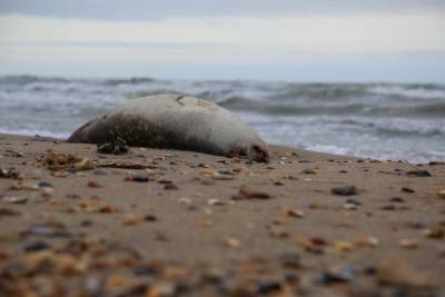 Минприроды предварительно подтвердило версию гибели краснокнижных тюленей в Каспийском море