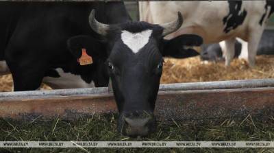 Бригадир фермы в Борисовском районе скрыл падеж скота