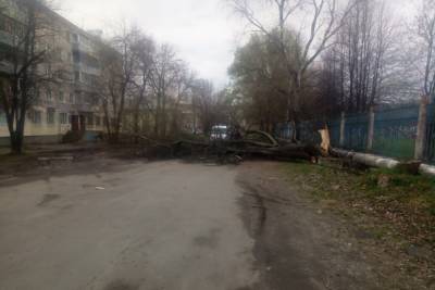 В Рыбинске упавшее дерево перегородило проезд