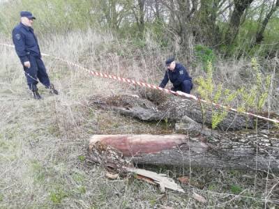 Под Рязанью нашли неразорвавшийся артиллерийский снаряд - 7info.ru - Рязань