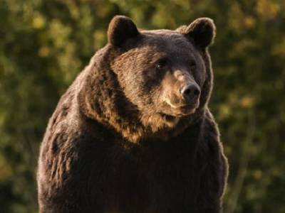 Принца Лихтенштейна подозревают в убийстве самого большого в Европе медведя
