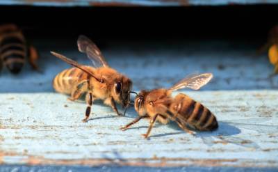 Пчел научили распознавать COVID-19 за считанные секунды