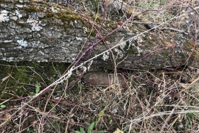 В Рязанском районе нашли неразорвавшийся артиллерийский снаряд