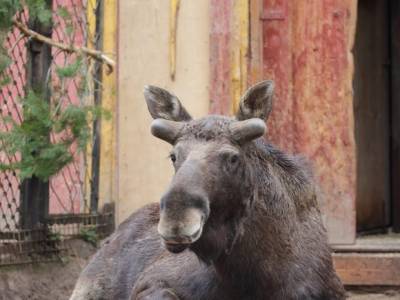 В Ленинградском зоопарке лось Денис начал линять и отращивать рога