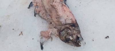 Свалка тухлой форели обнаружена на обочине дороги в районе Карелии