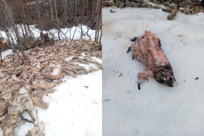 Жуткое зрелище: на обочину дороги в Карелии выгрузили мертвую форель