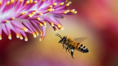 Нидерландские ученые представили новый метод диагностики COVID-19 с помощью пчел