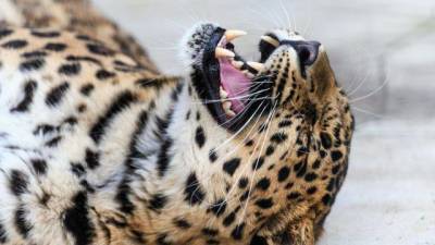 В Приморье леопард вышел из заповедника в гости к людям ВИДЕО