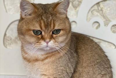 Антон Геращенко рассказал о коте, ставшем героем политического ток-шоу: Мы назвали его в честь Черчиля