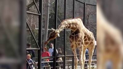 Истосковавшийся жираф Самсон после зимы вышел в открытый вольер