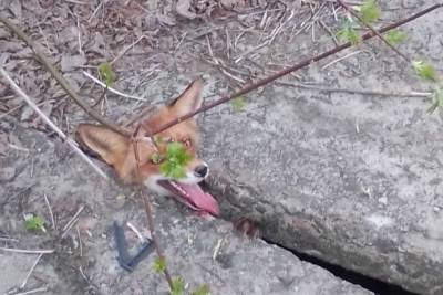 В Тверской области лиса чуть не погибла, провалившись в щель