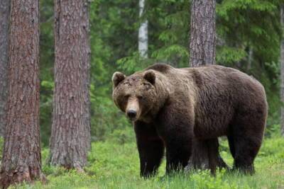 «Перепись» лесного населения, или Водится ли в Лидском районе медведь