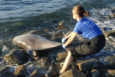 Двух мёртвых дельфинов обнаружили у берегов Анапы