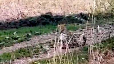 Новости на "России 24". Любопытная мегакошка: леопард вышел к людям в Приморье