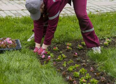 Почему клумбы в Смоленске украшают однолетними цветами