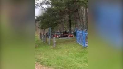 Пир на кладбище: в Смоленской области медведей заметили рядом с могилами