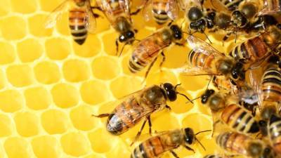 Нидерландские исследователи научили пчел выявлять коронавирус