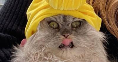 Кейт Бекинсейл - "Готовый мем": Кейт Бекинсейл насмешила поклонников фото со своим котом - focus.ua