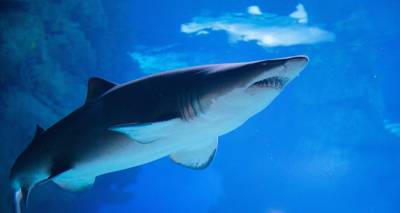 Белые акулы обучают молодняк в специальных "тренировочных лагерях"