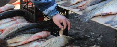 Астраханцев вновь попросили не покупать рыбу без документов