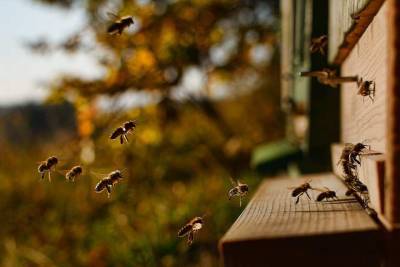 В Нидерландах пчел обучили распознавать коронвирус по запаху