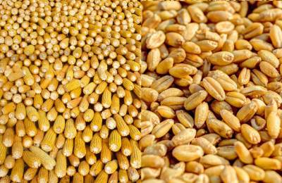 Украинская кукуруза нового урожая дорожает вслед за пшеницей