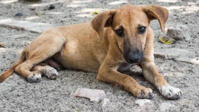 Волонтеры помогут найти новый дом для собак погибшей Кристины Журавлевой