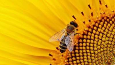 Биолог объяснил, как ученым удалось натренировать пчел диагностировать COVID