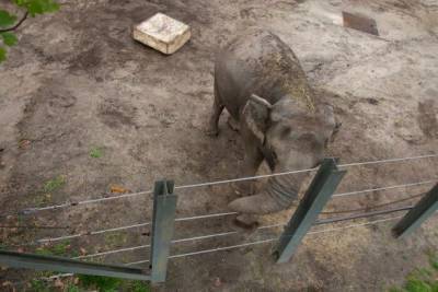 Освободите Хэппи: слониха судится с американским зоопарком из-за принудительного содержания в неволе - unn.com.ua - США - Киев - Таиланд - шт. Нью-Йорк - с. Вместе