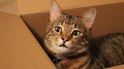 Исследование: кошки любят сидеть даже в воображаемых коробках