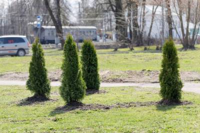 До 12 градусов тепла прогреется воздух 8 мая в Псковской области