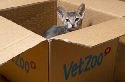 Почему кошки так сильно любят сидеть в коробках – ответ ученых