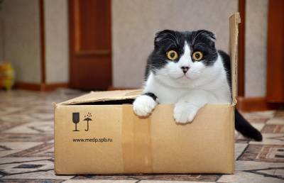 Ученые рассказали о любви кошек к воображаемым коробкам