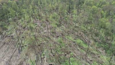 На Житомирщине смерч уничтожил 20 гектаров леса