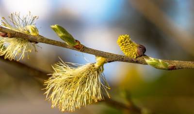 Тюменцам рассказали, как справиться с сезонной аллергией на пыльцу растений