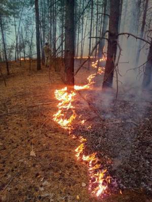 За шашлыки в лесу ульяновцам грозит штраф до 200 тысяч рублей