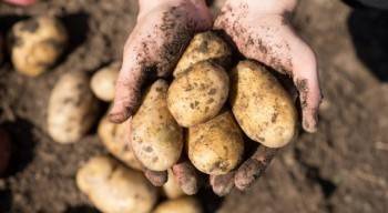 Новые штраф для дачников за выращивание картошки и других овощей