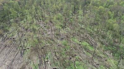 В Житомирской области пронесся мощный смерч: 20 гектаров леса повреждены