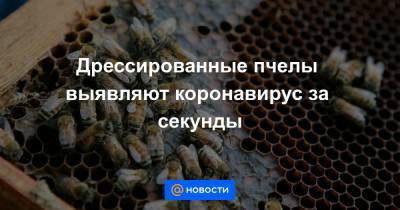 Дрессированные пчелы выявляют коронавирус за секунды