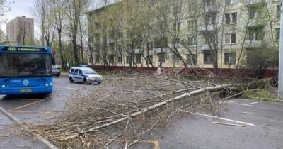 В Москве из-за урагана пострадали два человека