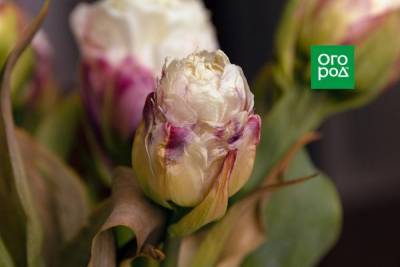 Тюльпаны низкие и уродливые – что случилось?