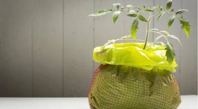 Спасаем рассаду томатов: как посадить томаты в мешки