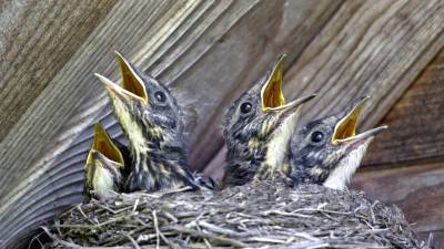 Орнитологи рассказали, как помочь выпавшим из гнезда птенцам